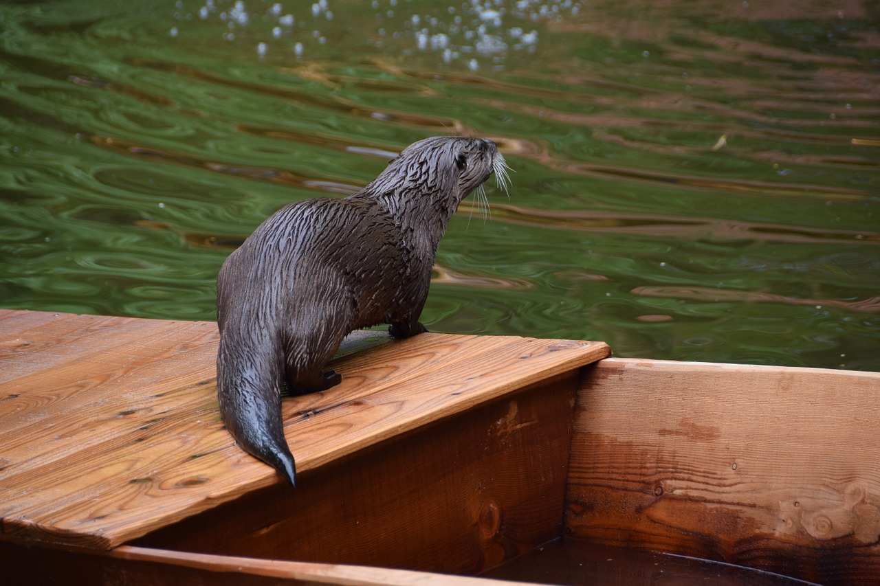 otter nature wet free photo