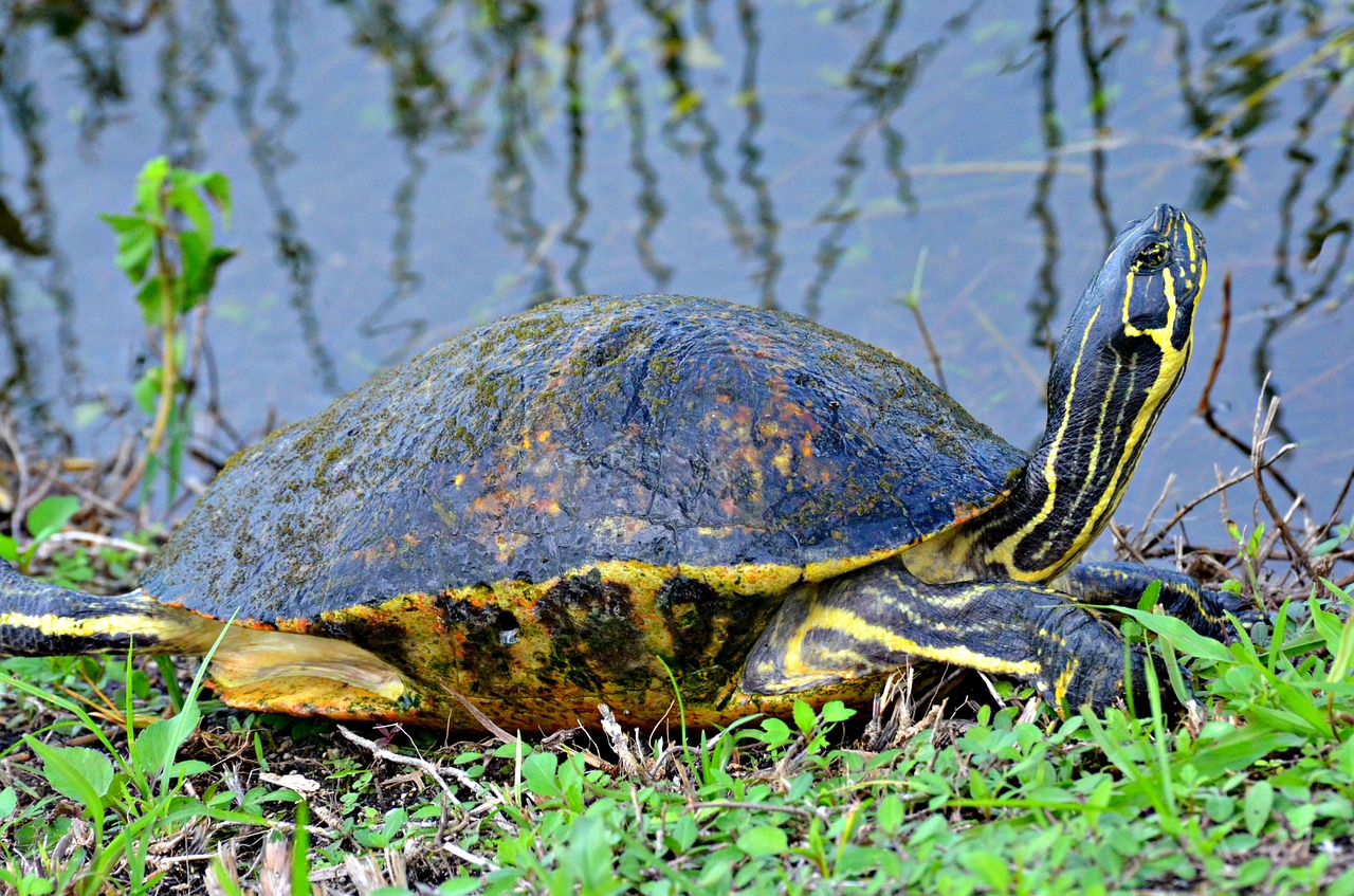 tortoise everglades national park florida free photo