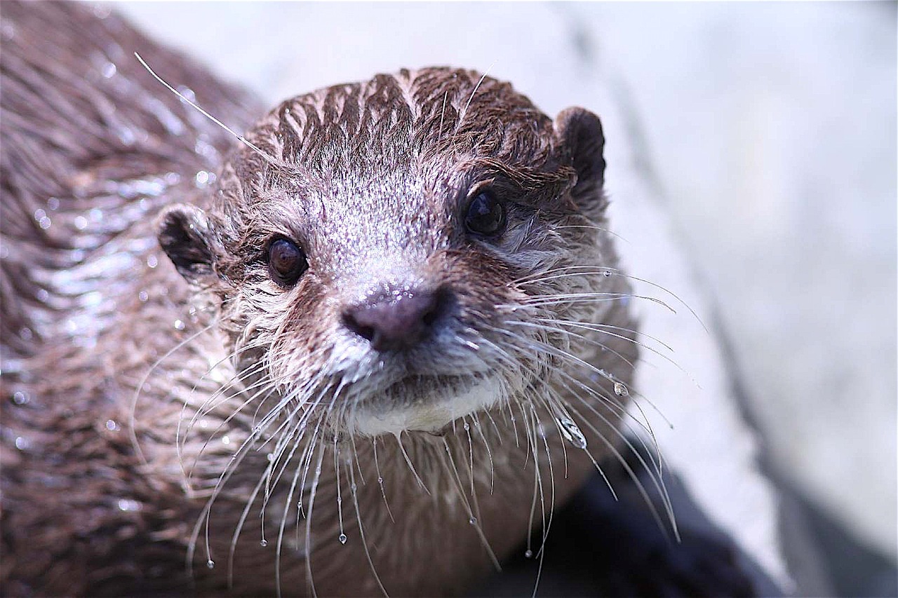 otter zoo animal free photo