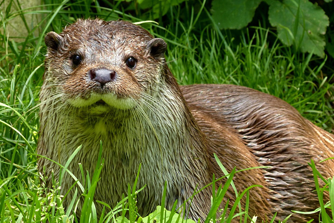 otter lutra animal free photo