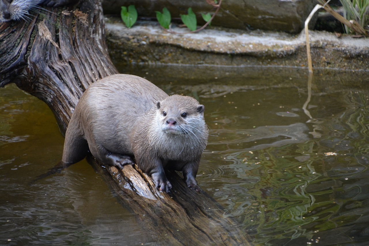 otter wildlife nature free photo