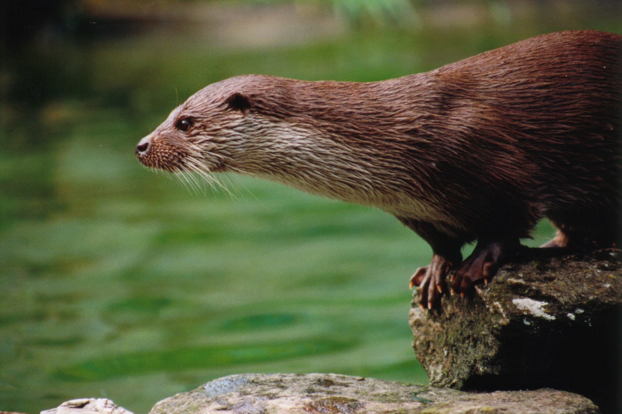 otter animals zoo free photo