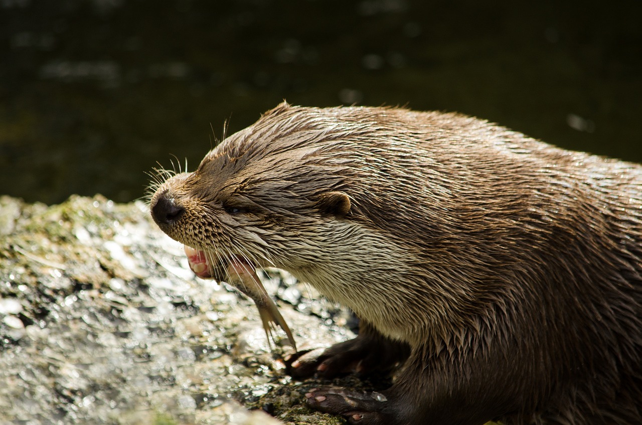 otter eat wild animal free photo