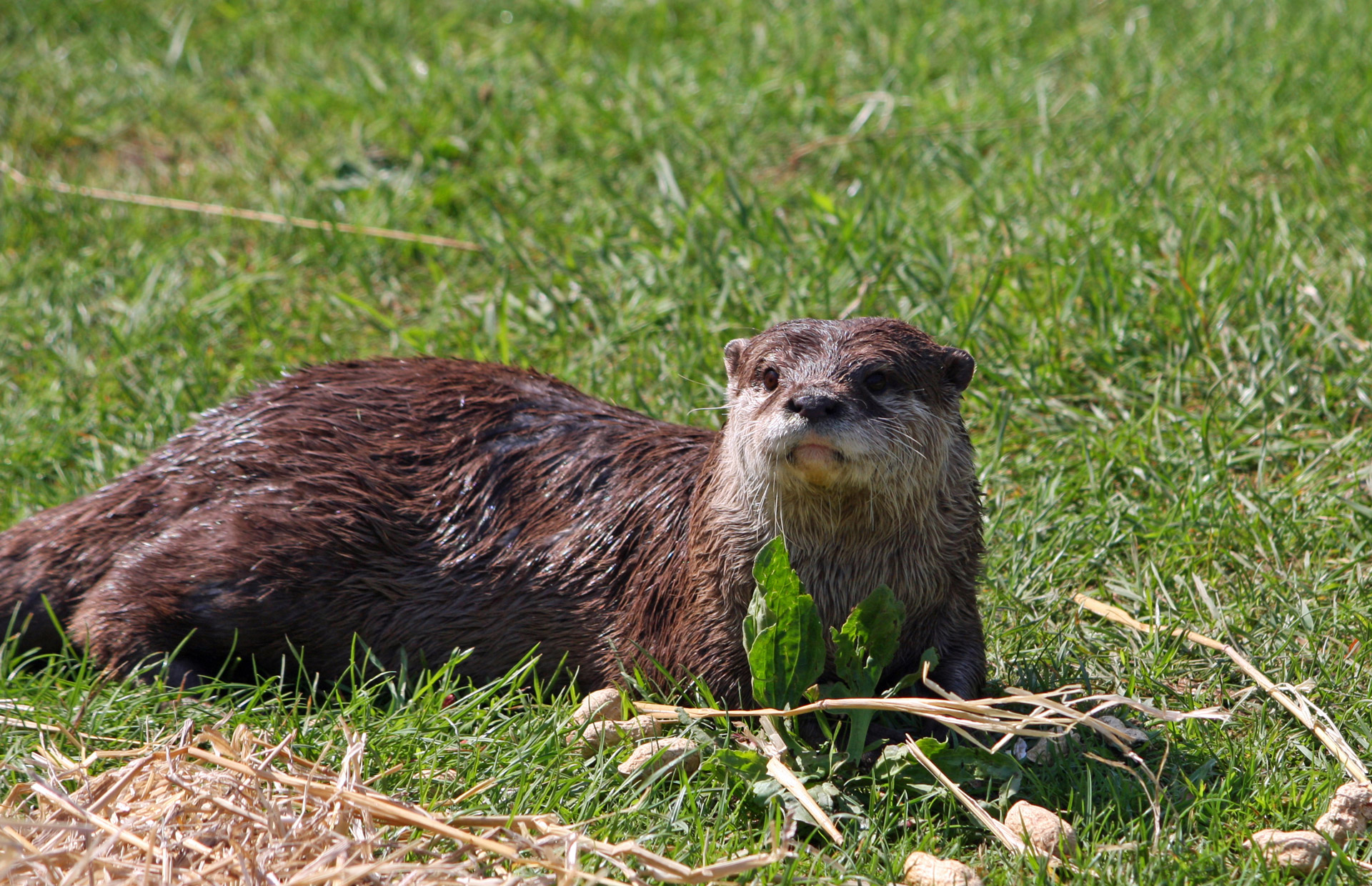 otter european otter animal free photo