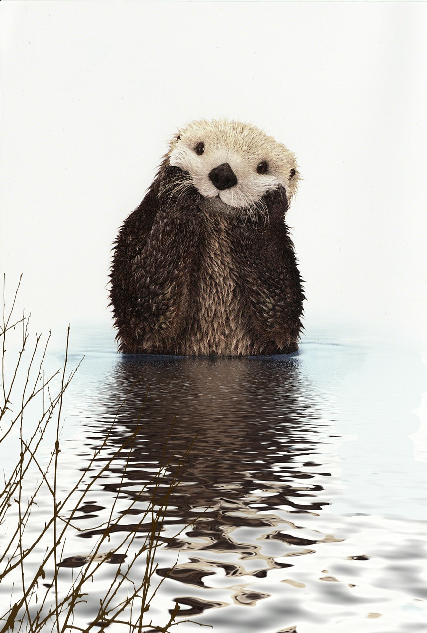 otter animal water free photo