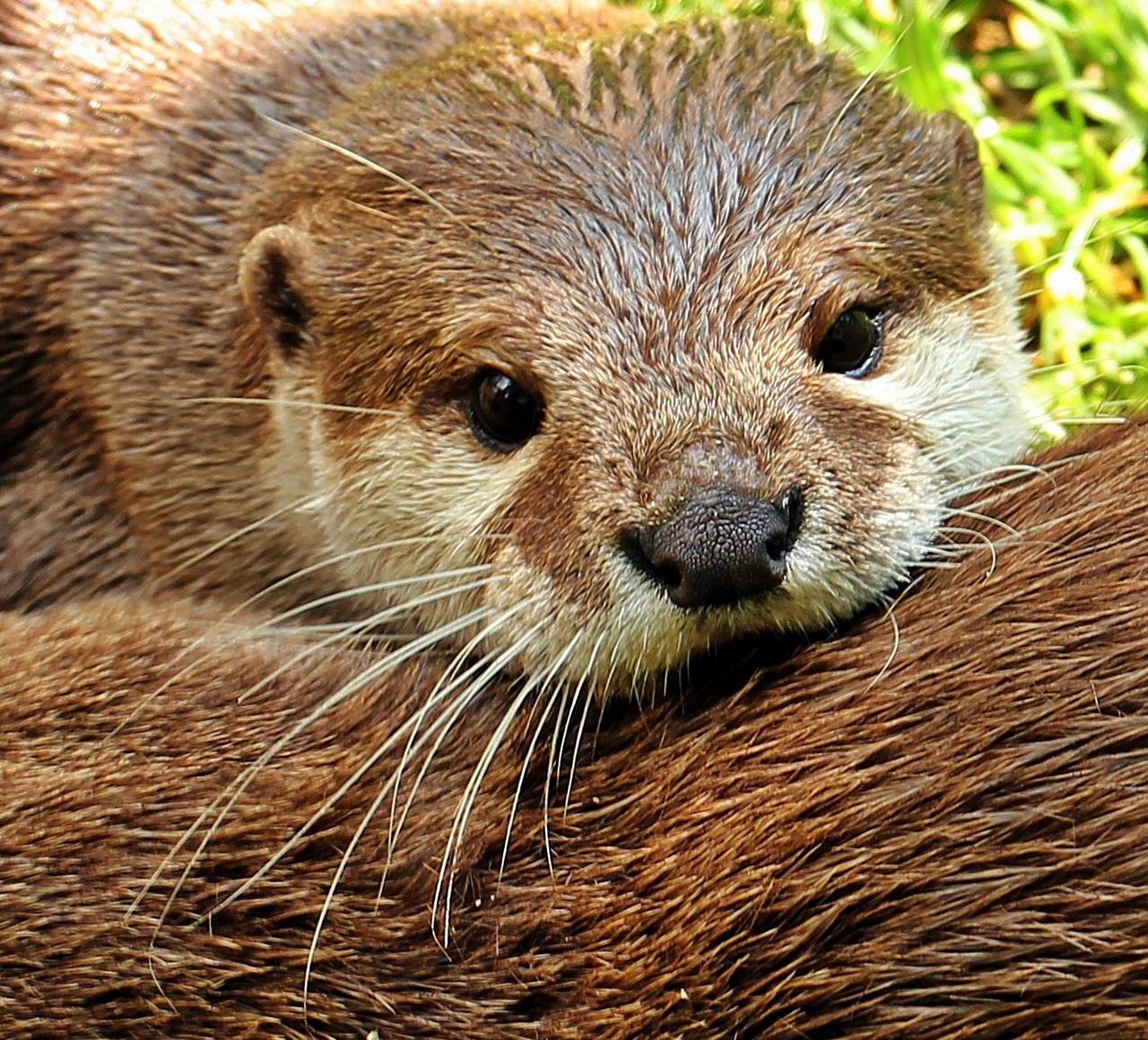 otter otter-baby otter baby free photo