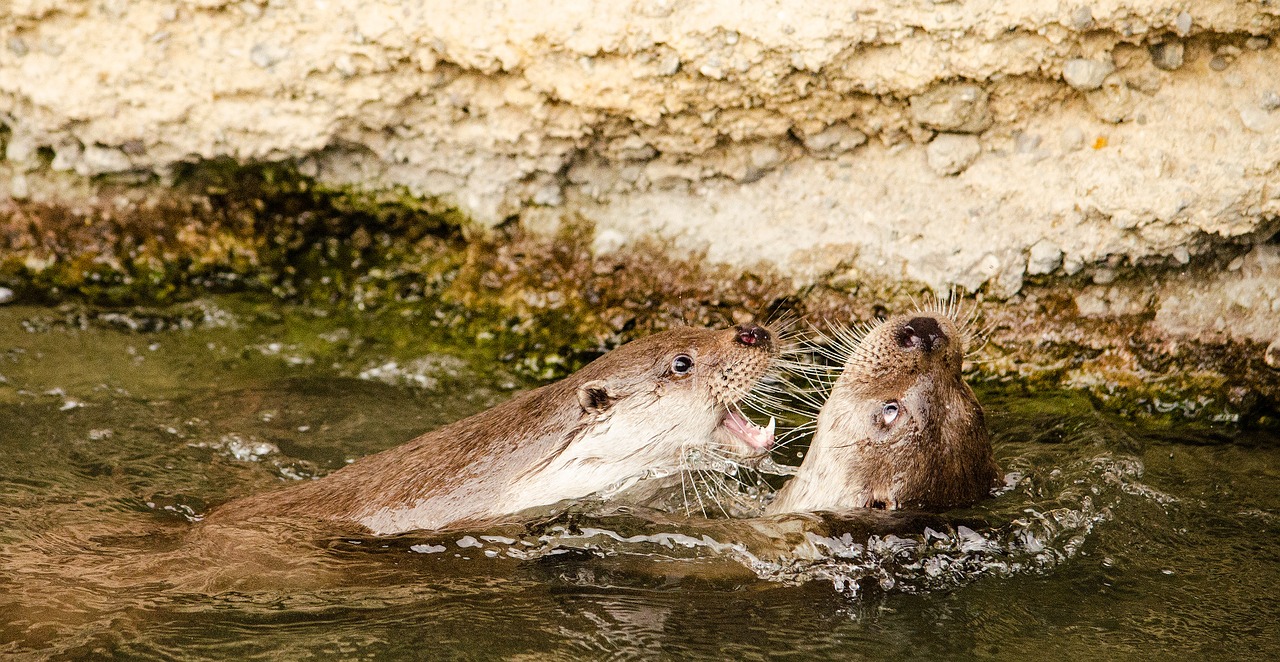 otter zoo play free photo