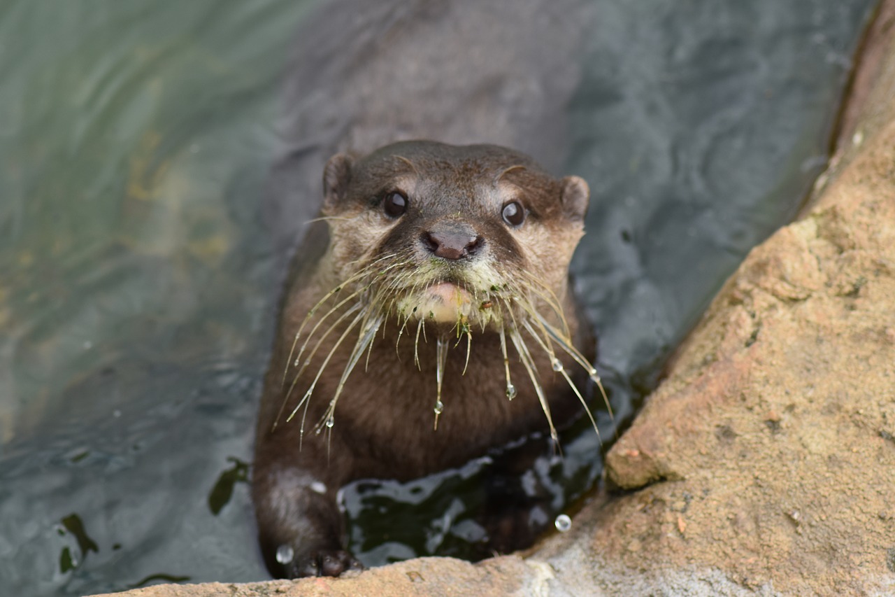 otter animal water free photo