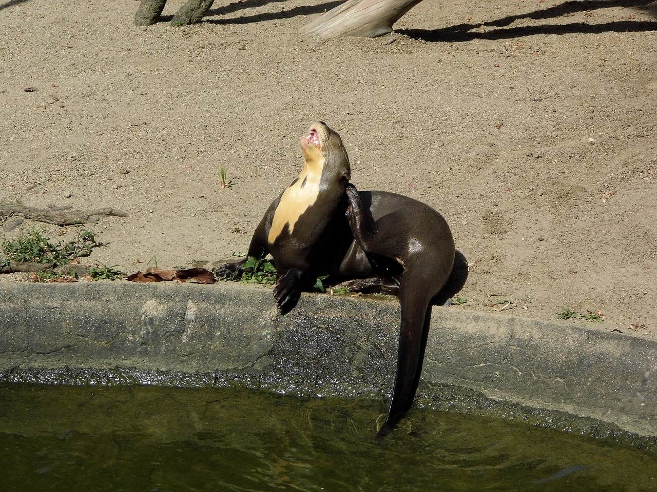 otter park animal free photo