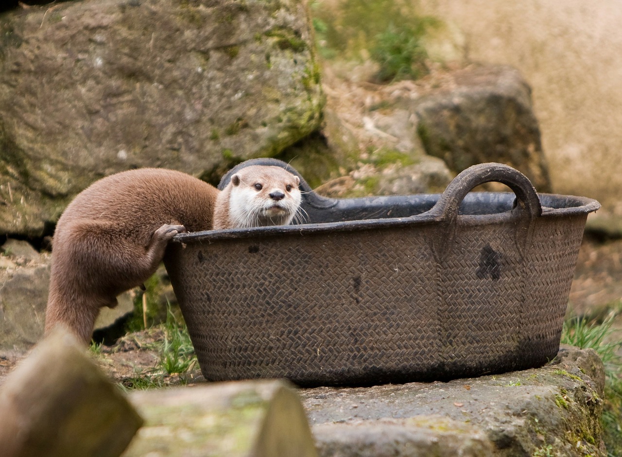 otter animal mammal free photo