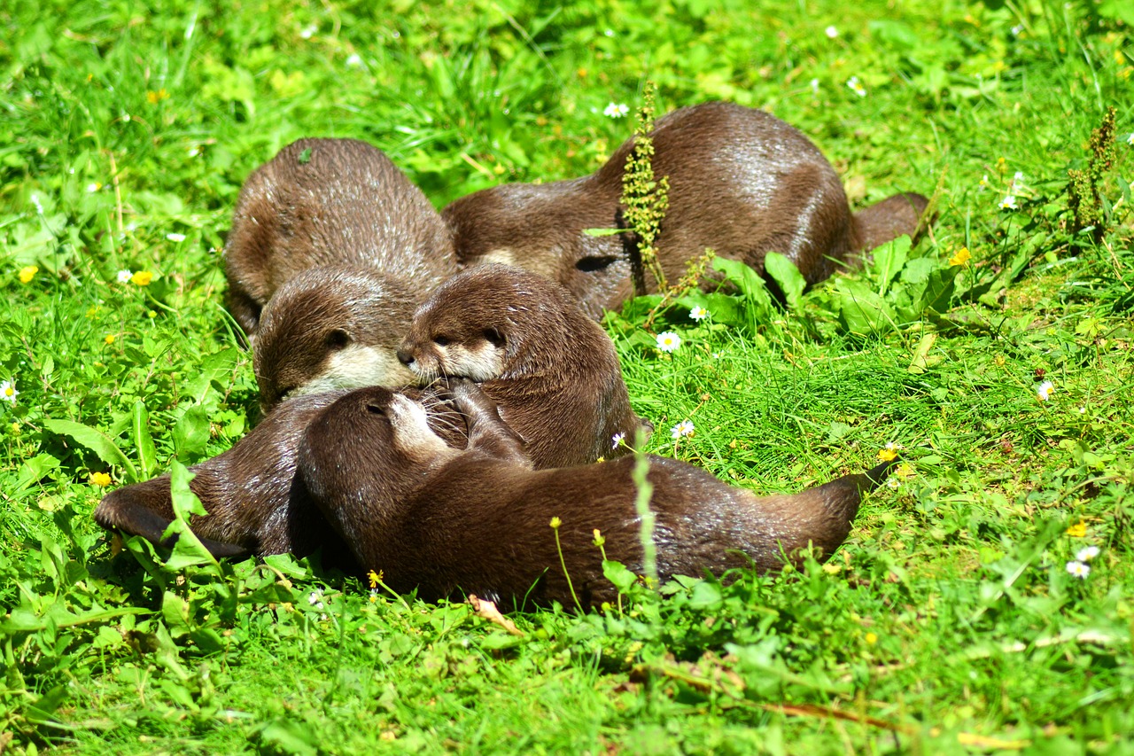 otter animal wildlife photography free photo