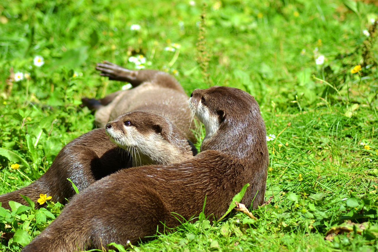 otter animal wildlife photography free photo