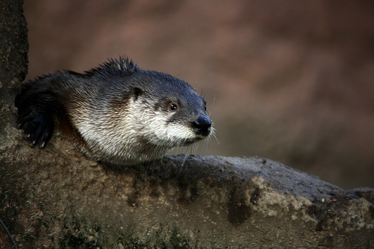 otter close-up water free photo
