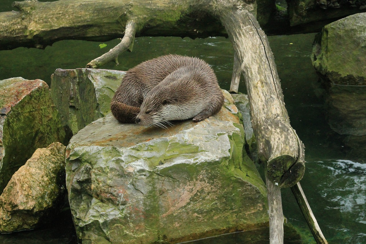 otter fur rock free photo