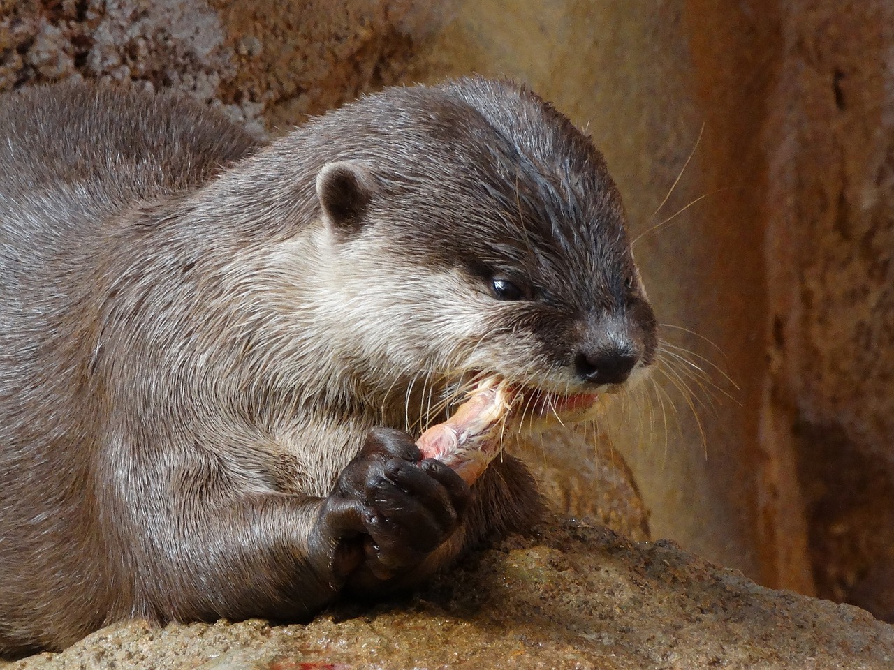 otter food animal free photo
