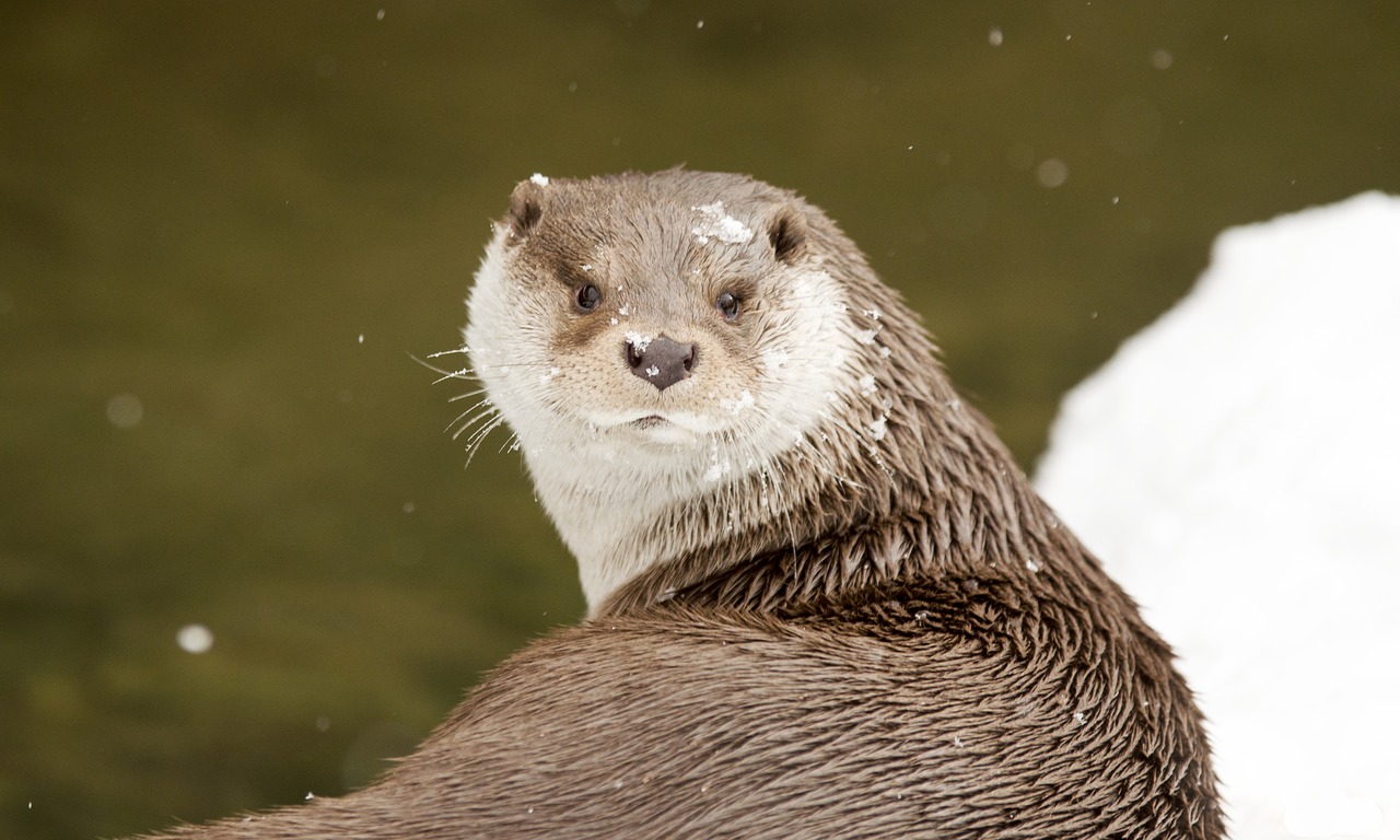 otter winter snowy free photo