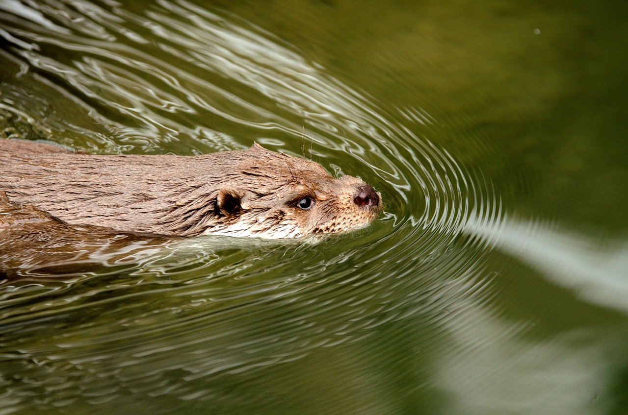 otter water swim free photo