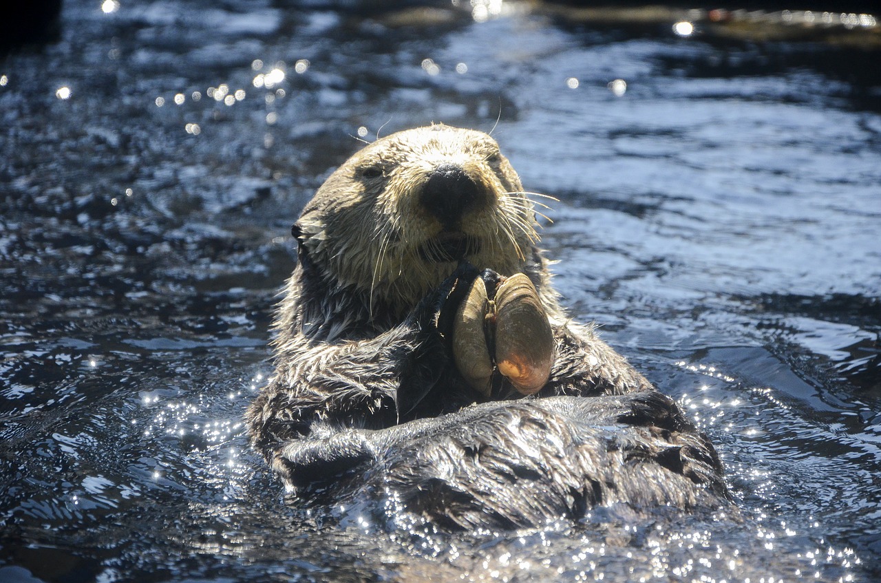 otter animal aquarium free photo