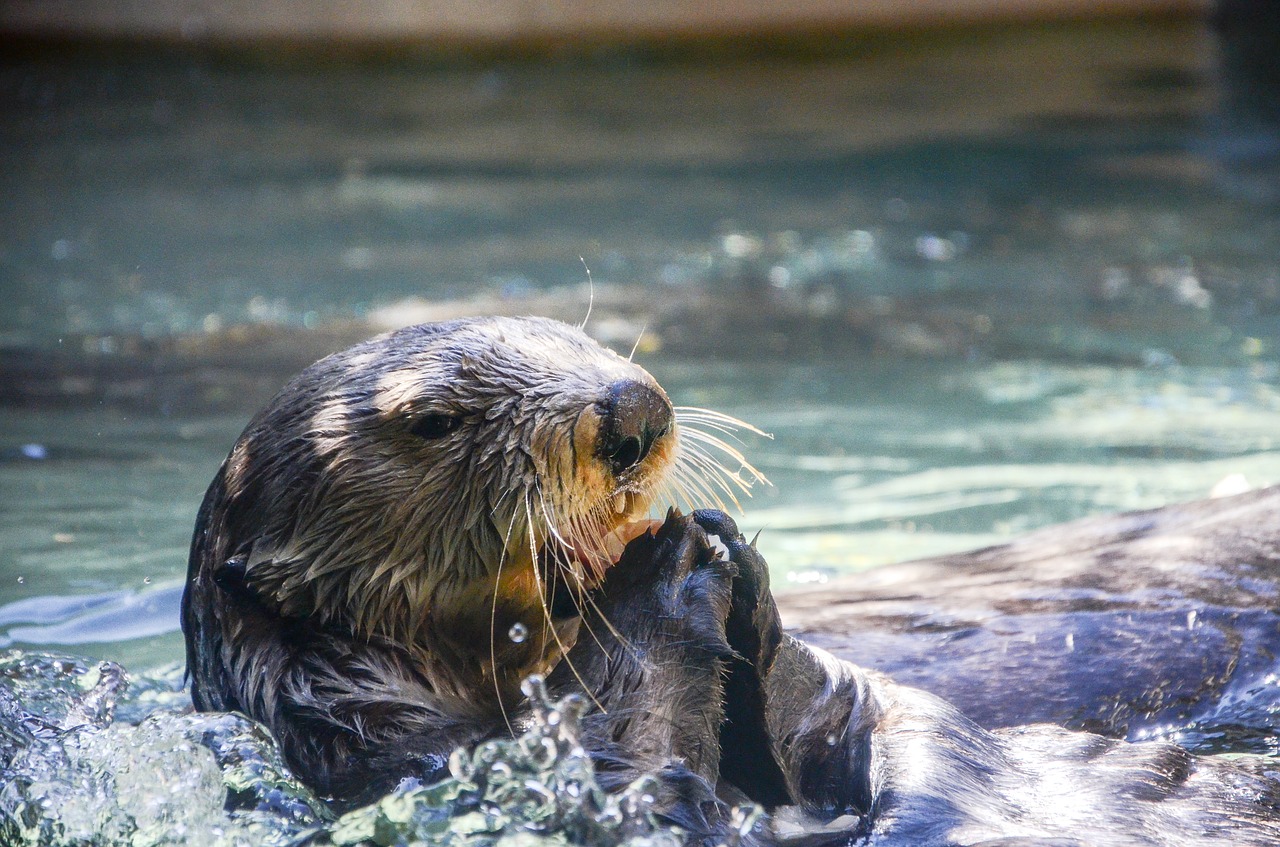otter animal aquarium free photo