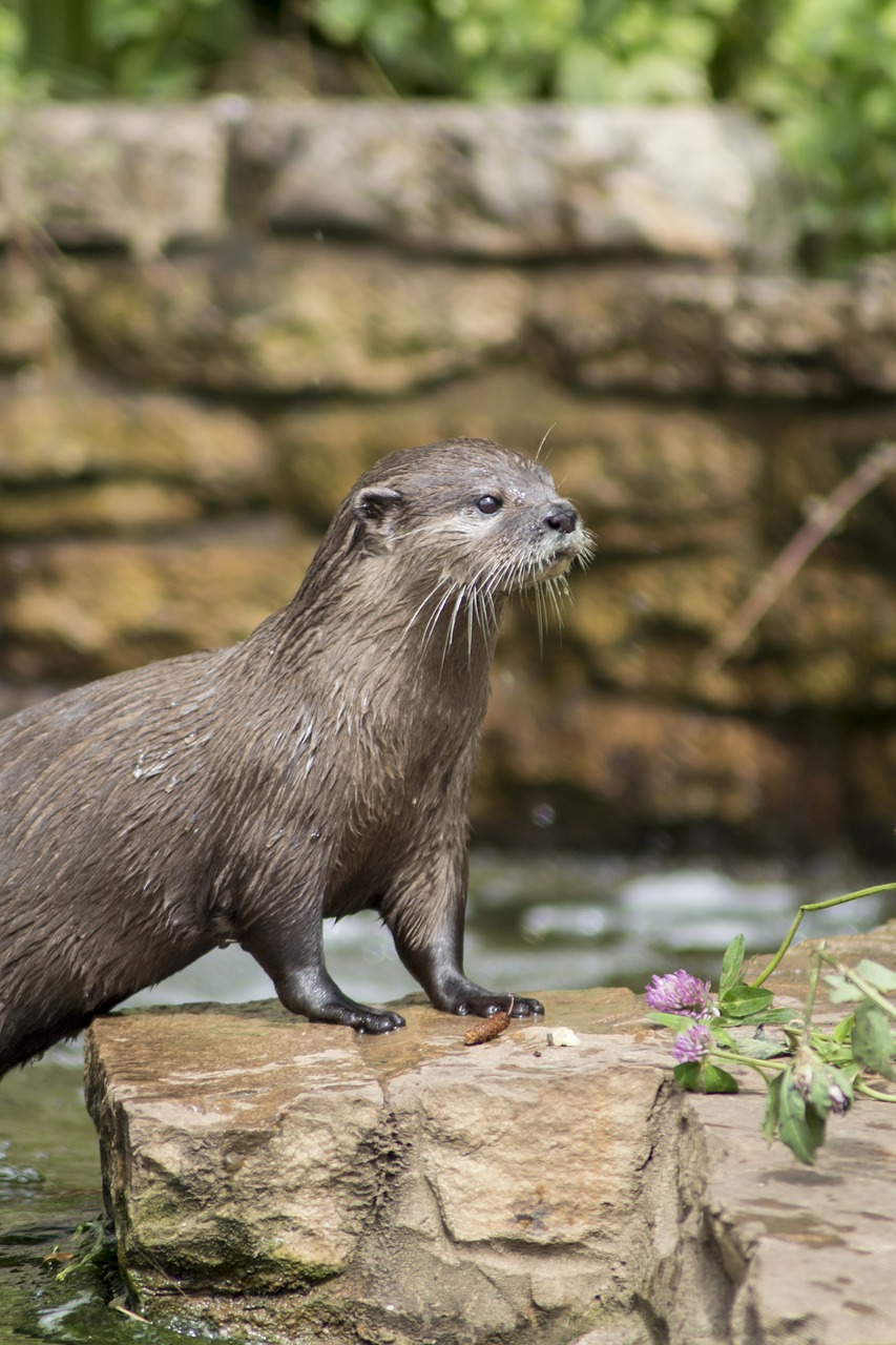 otter water nature free photo