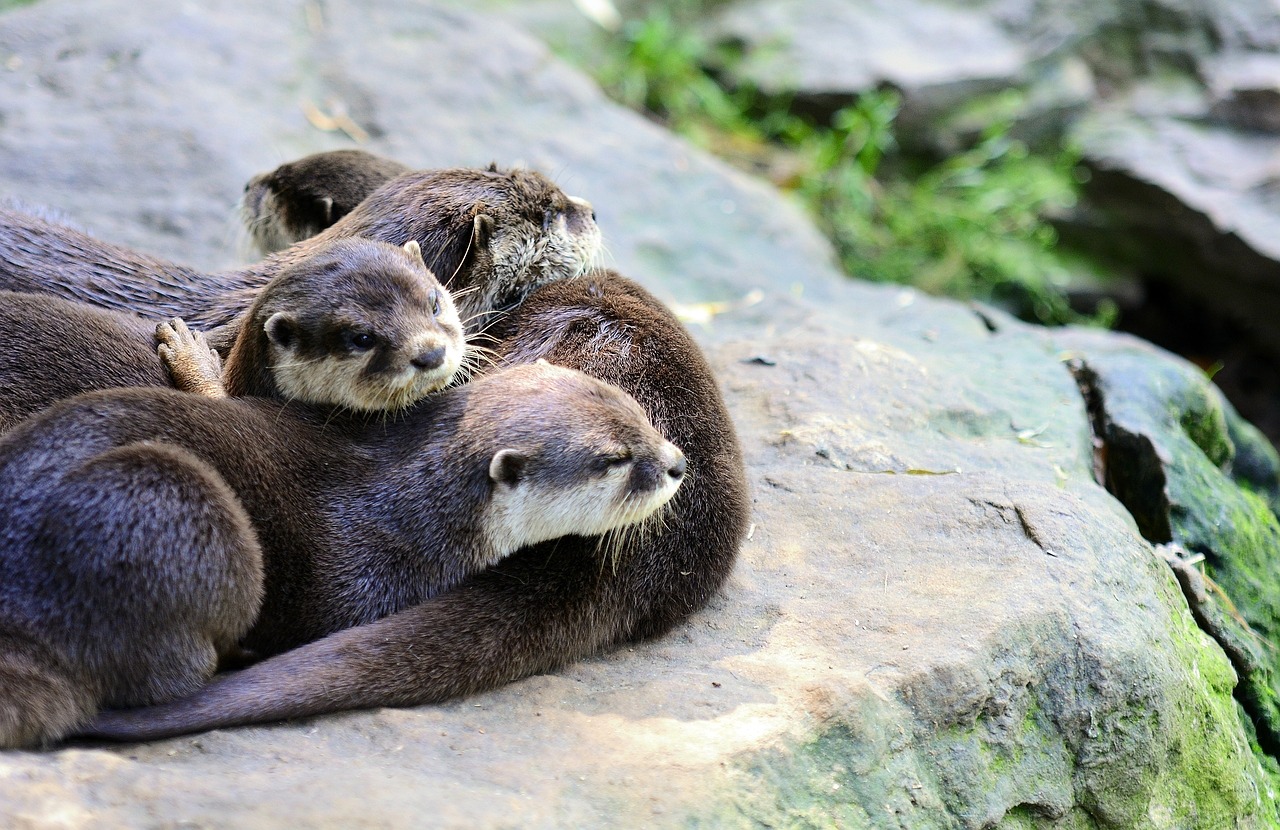 otter small-clawed oriental free photo