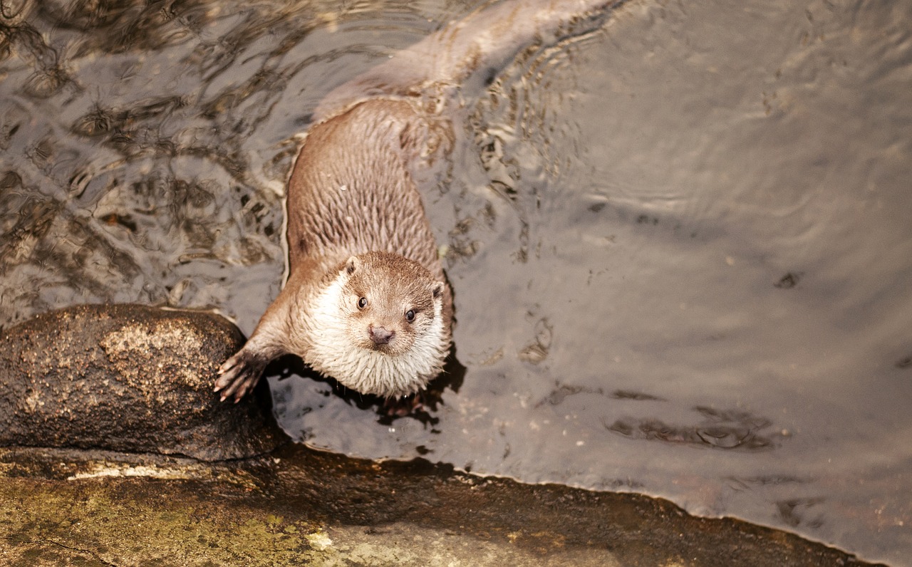 otter animal cute free photo