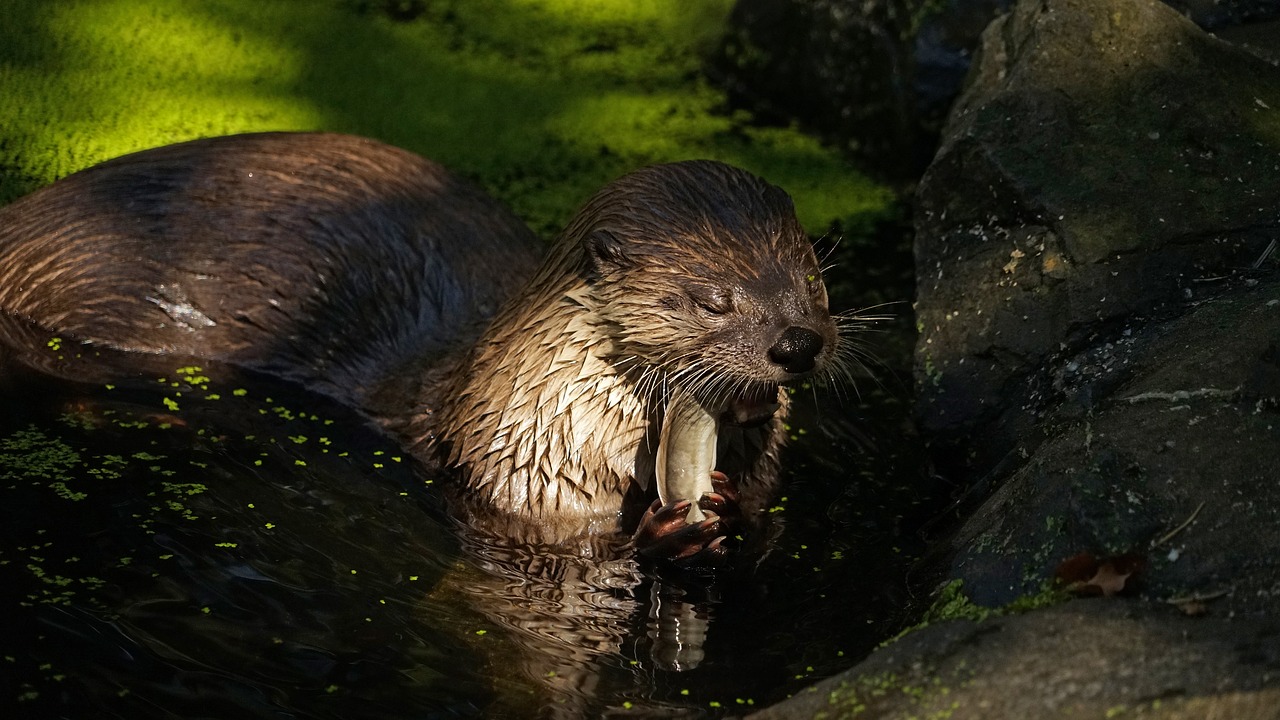 otter pond eat free photo