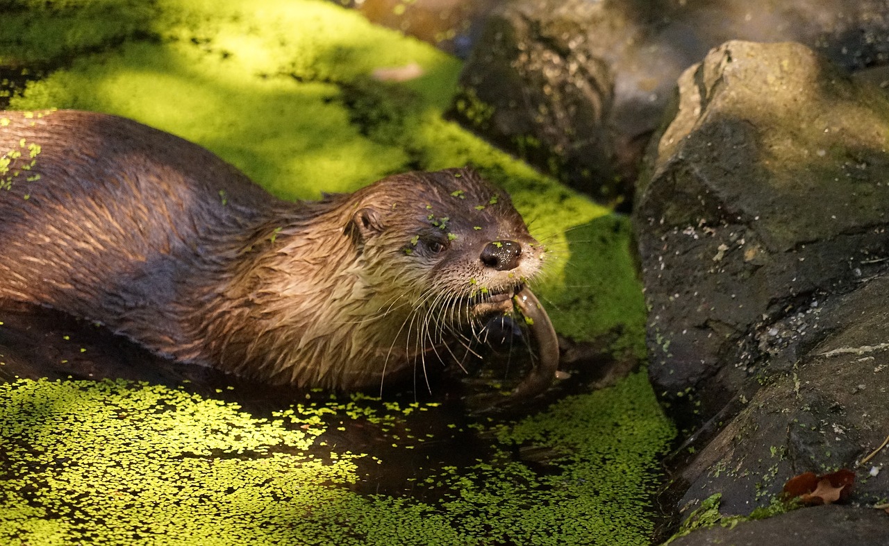 otter pond eat free photo