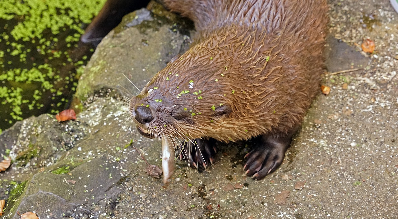 otter pond eat free photo