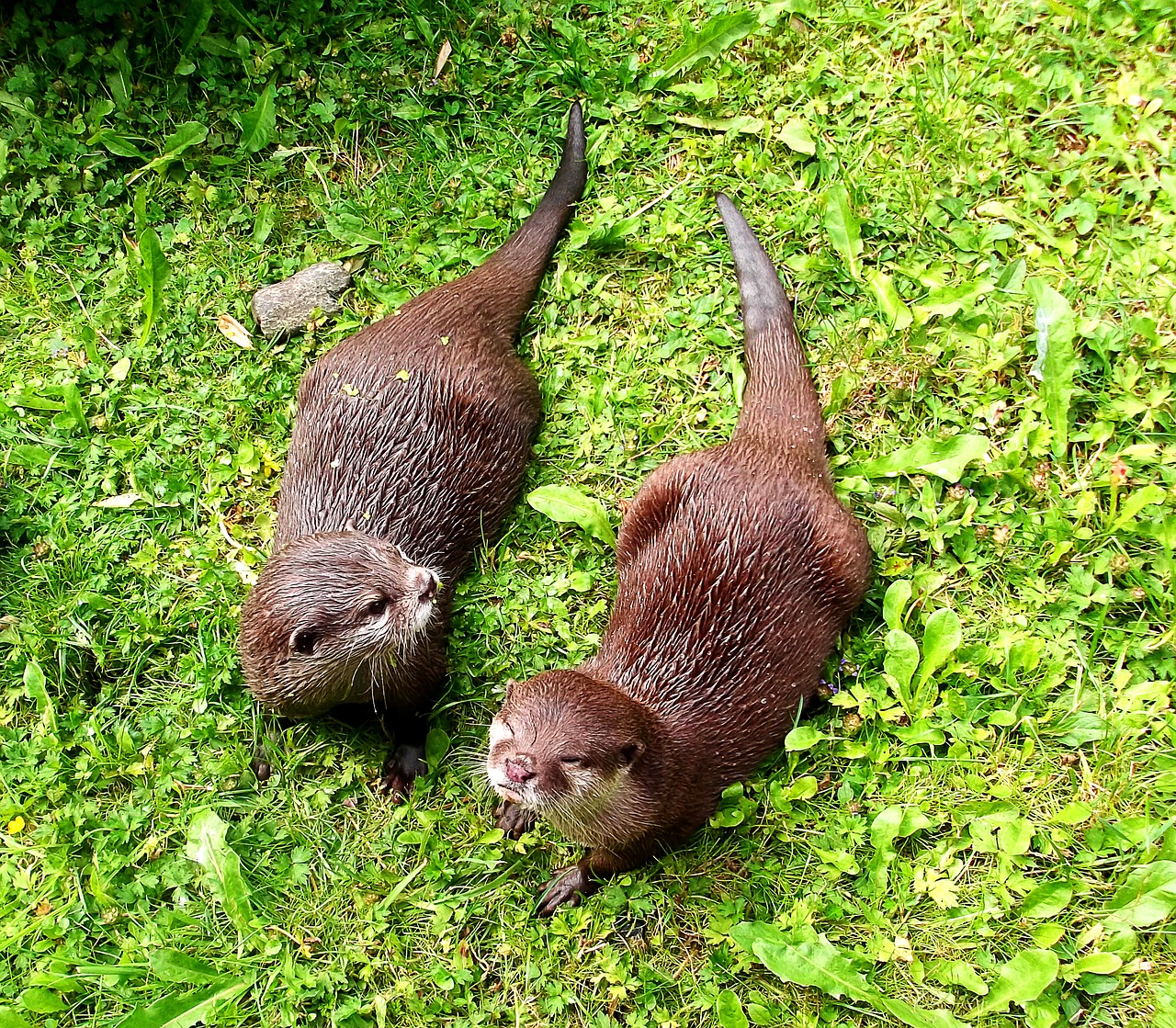 otter furry animal picture free photo