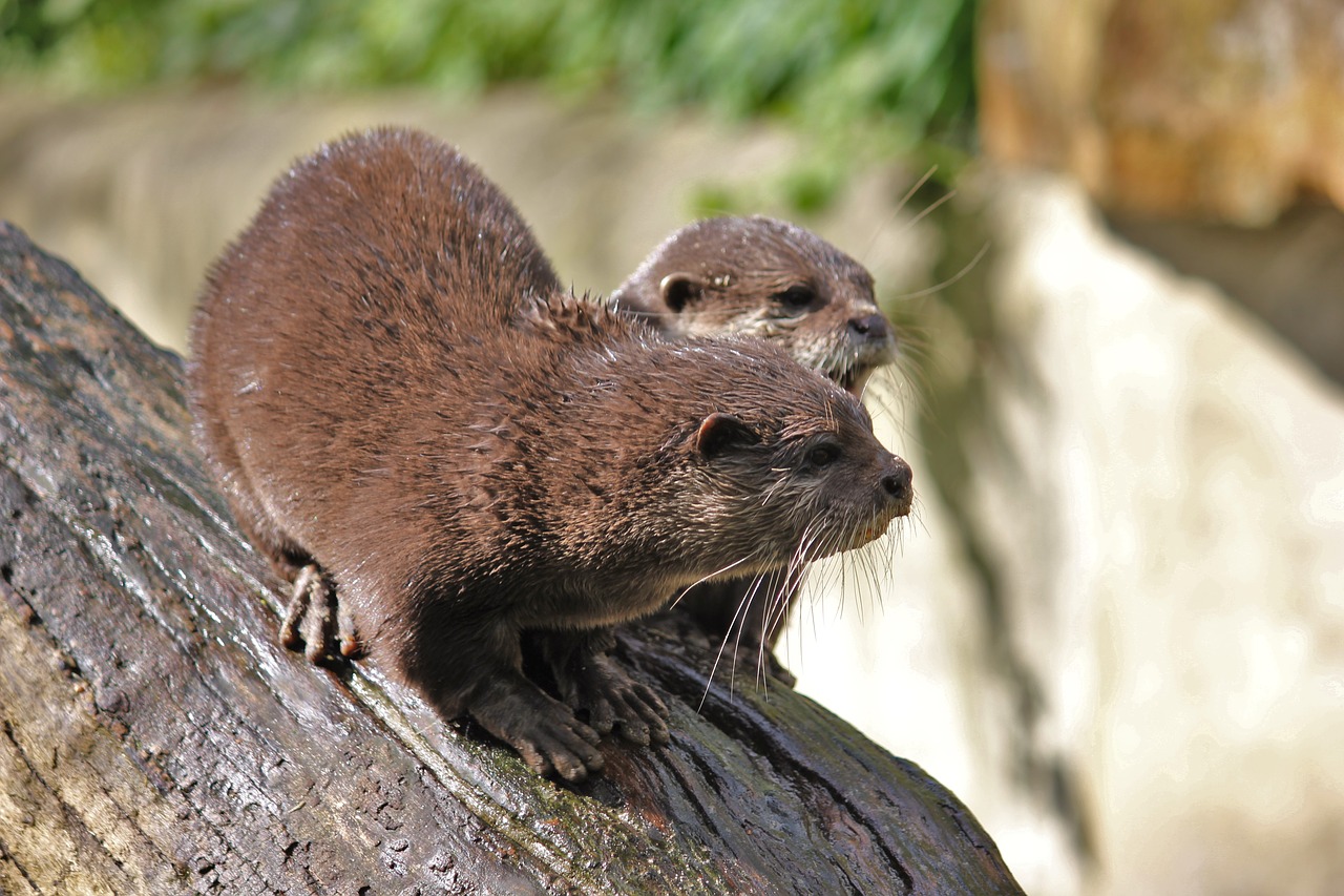 otter zoo animal free photo