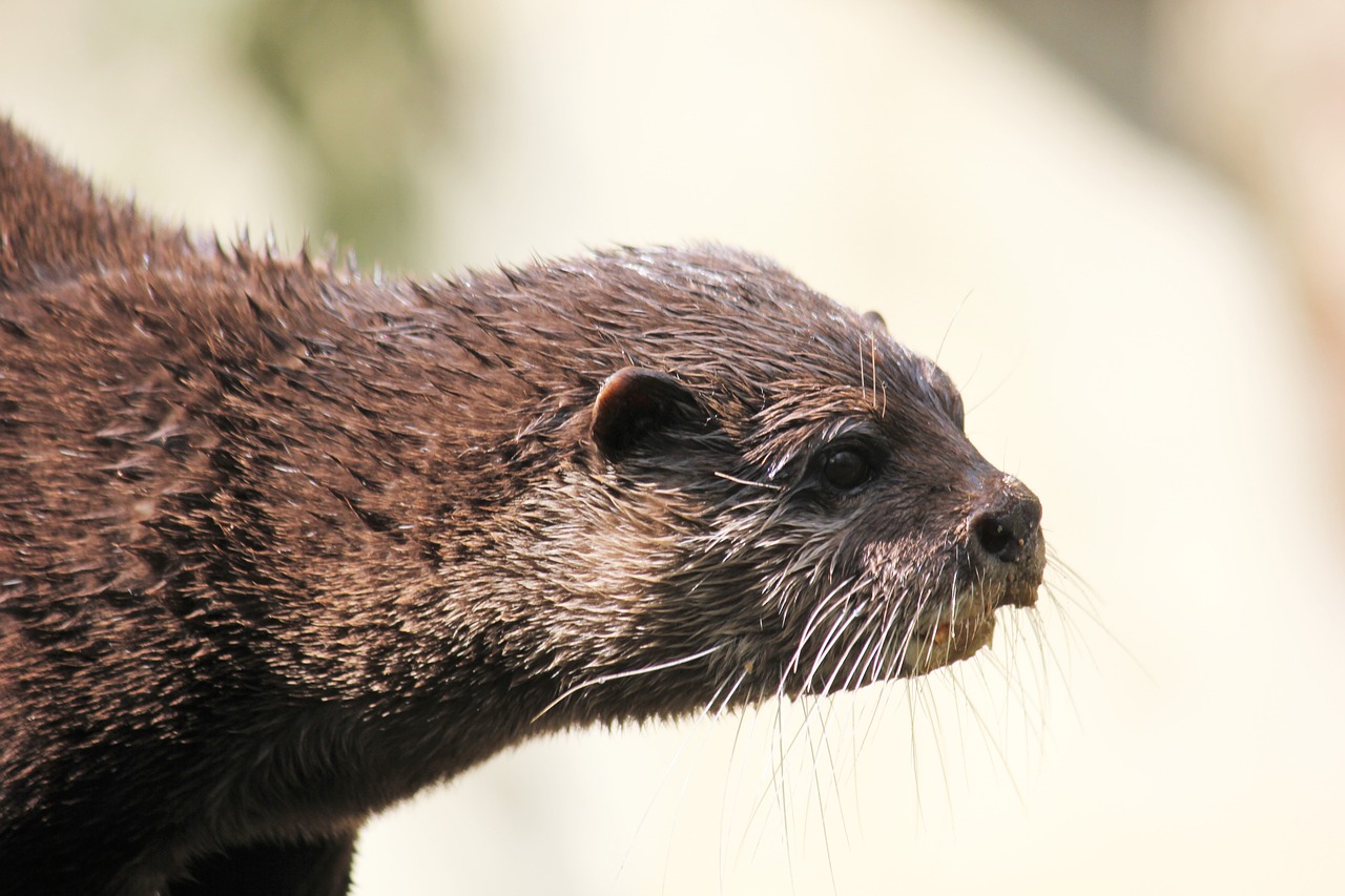 otter zoo animal free photo