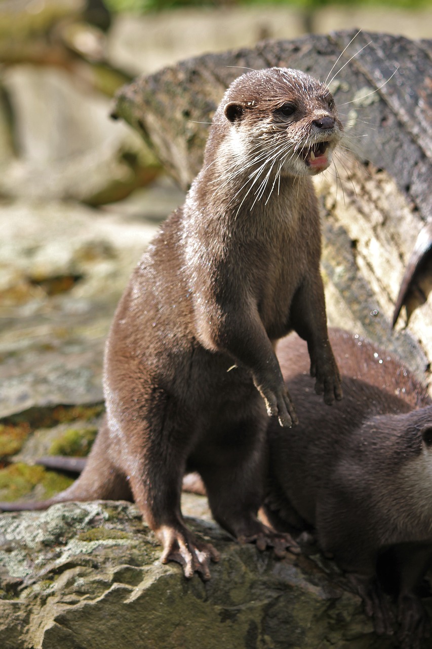 otter zoo animal free photo