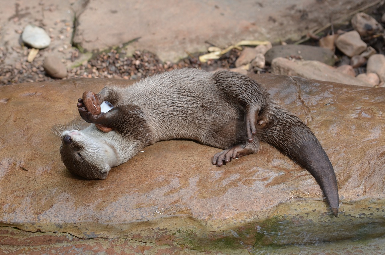 otter animal wild free photo