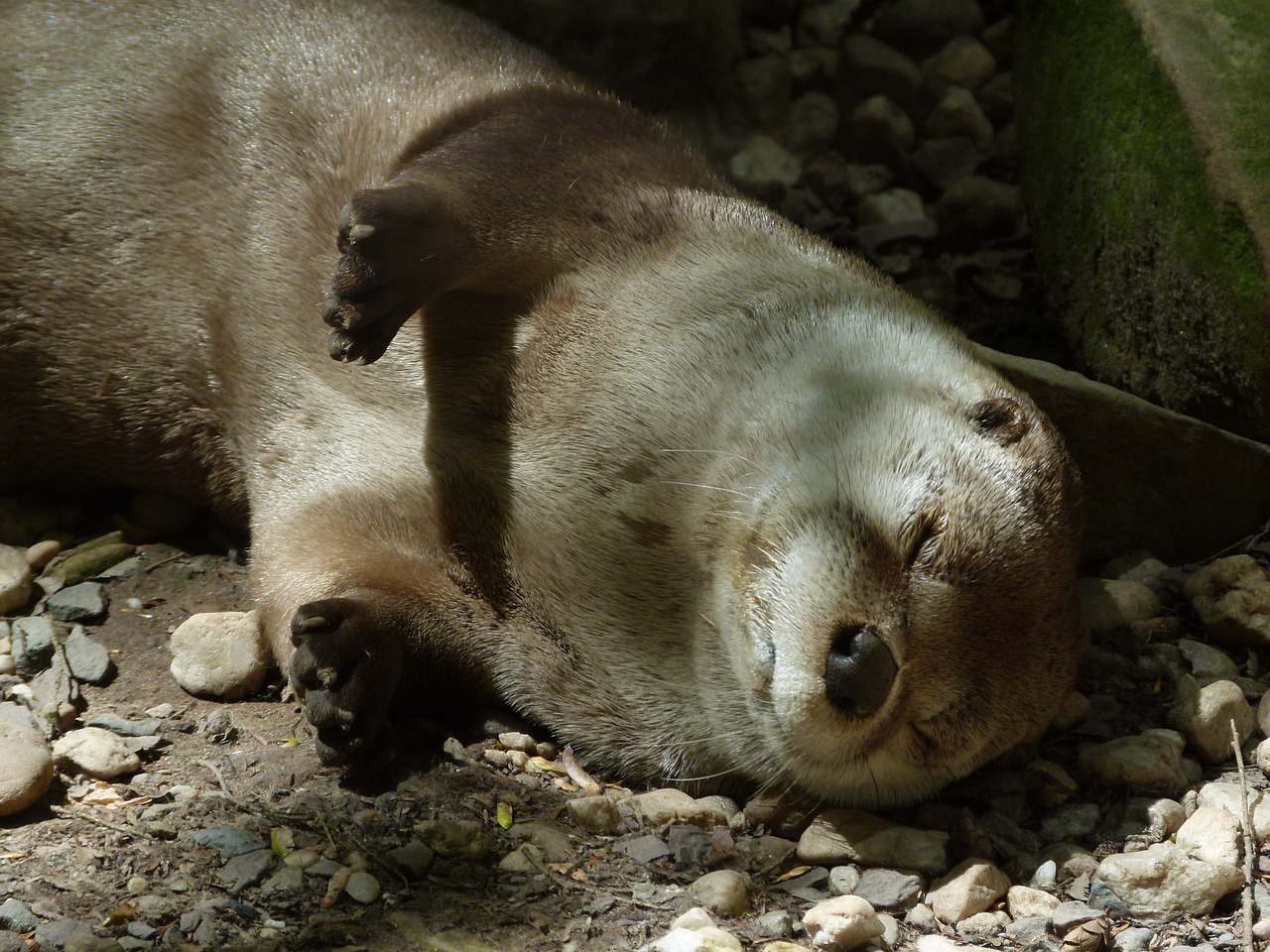 otter sleeping wildlife free photo