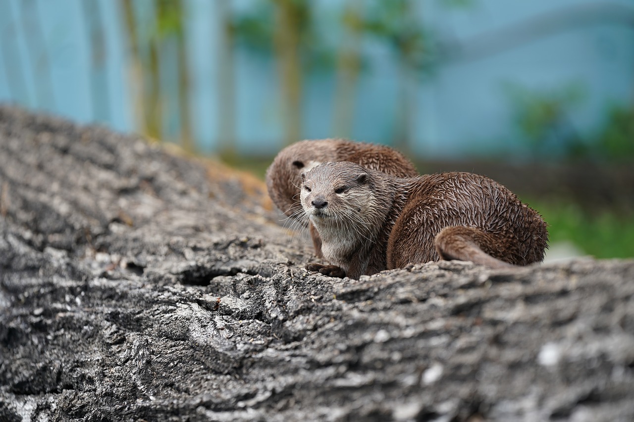 otter tree water free photo