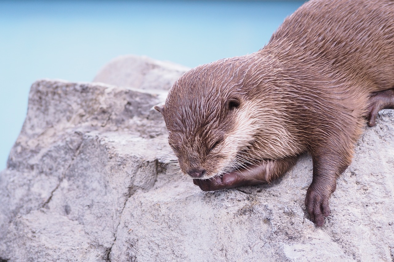 otter 川獺 animal free photo