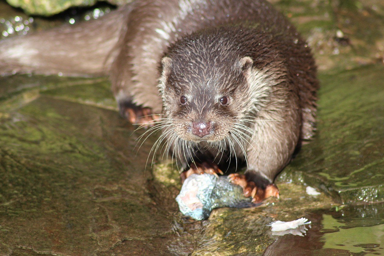 otter water animal free photo