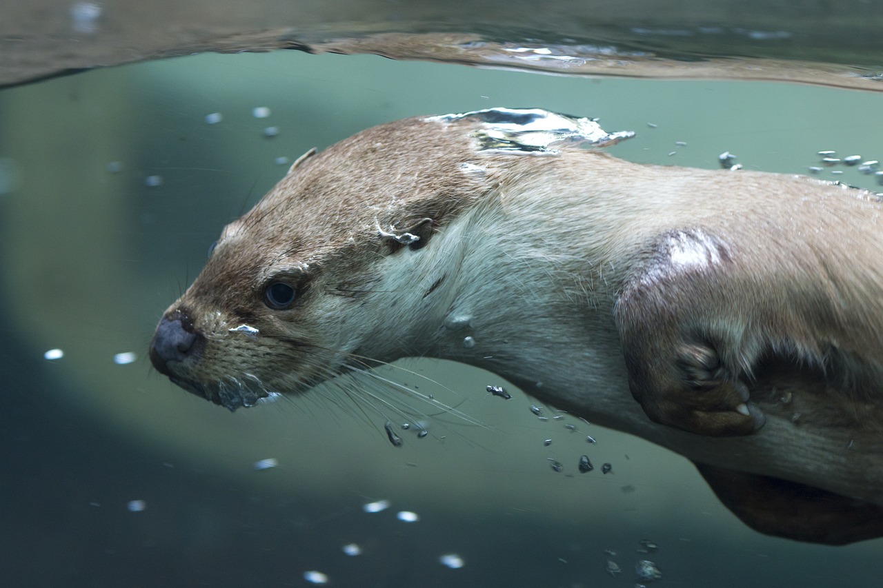 otter pilsen zoo animal free photo