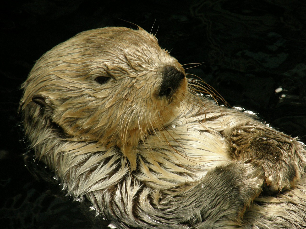otter animal fur free photo