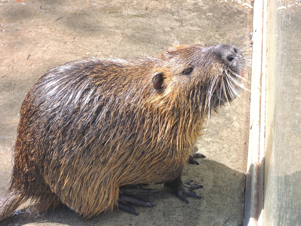 otter animal river free photo