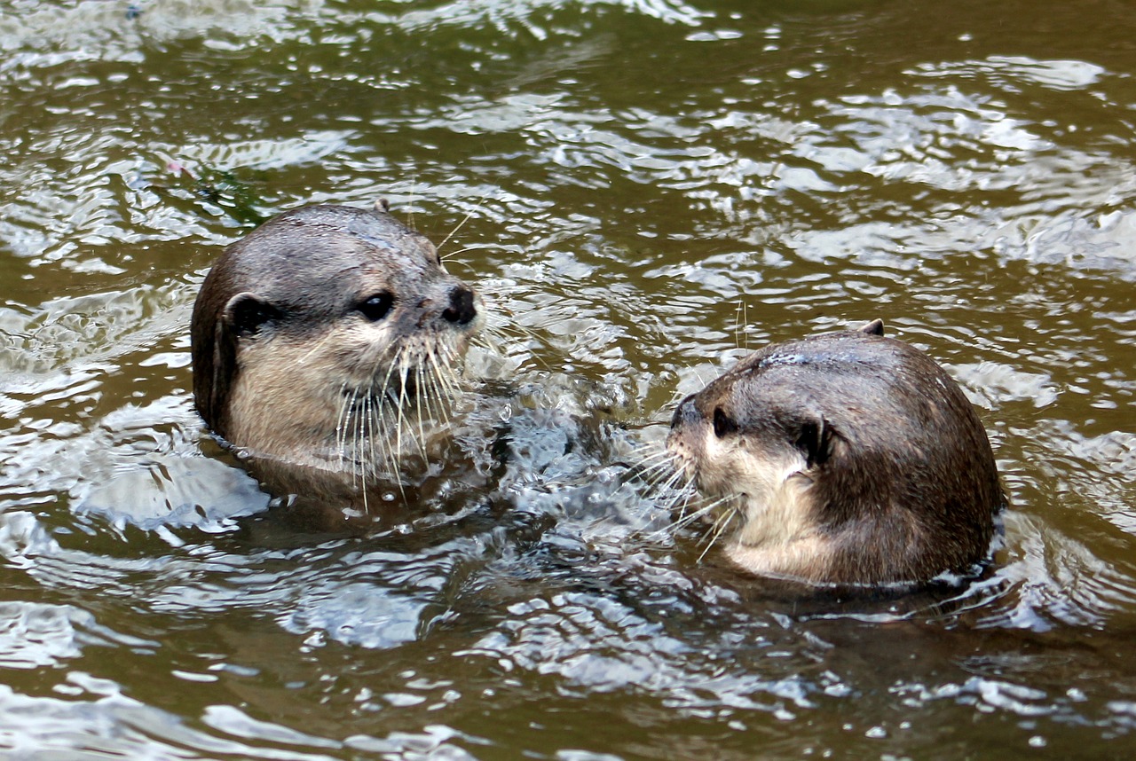 otter animal zoo free photo