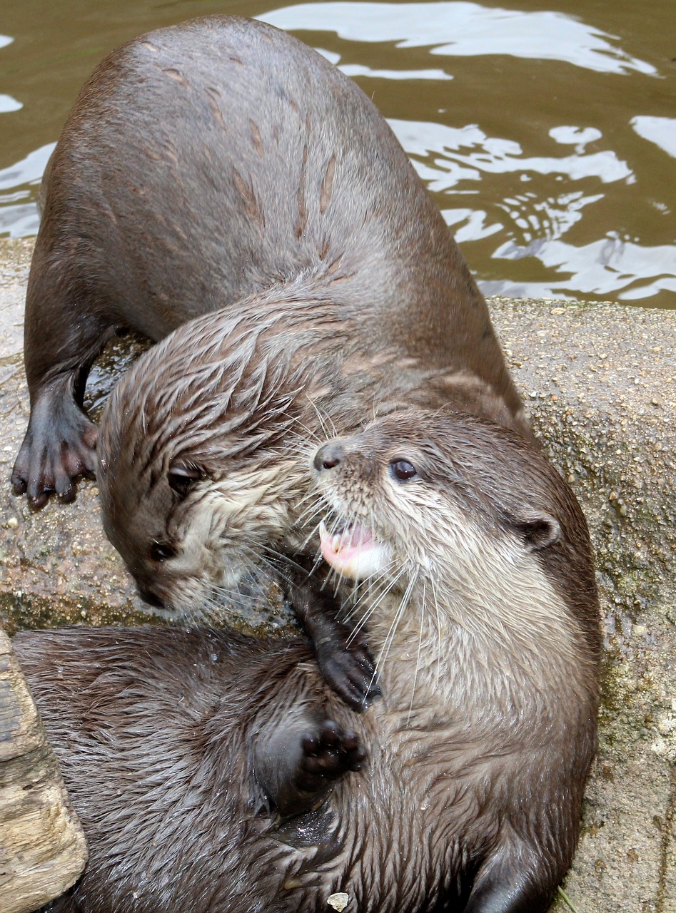 otter animal zoo free photo