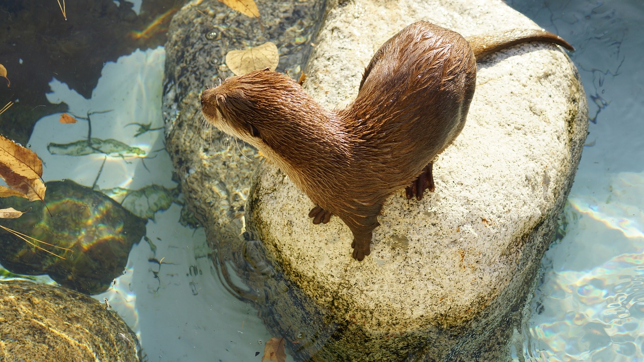 otter zoo outdoor free photo