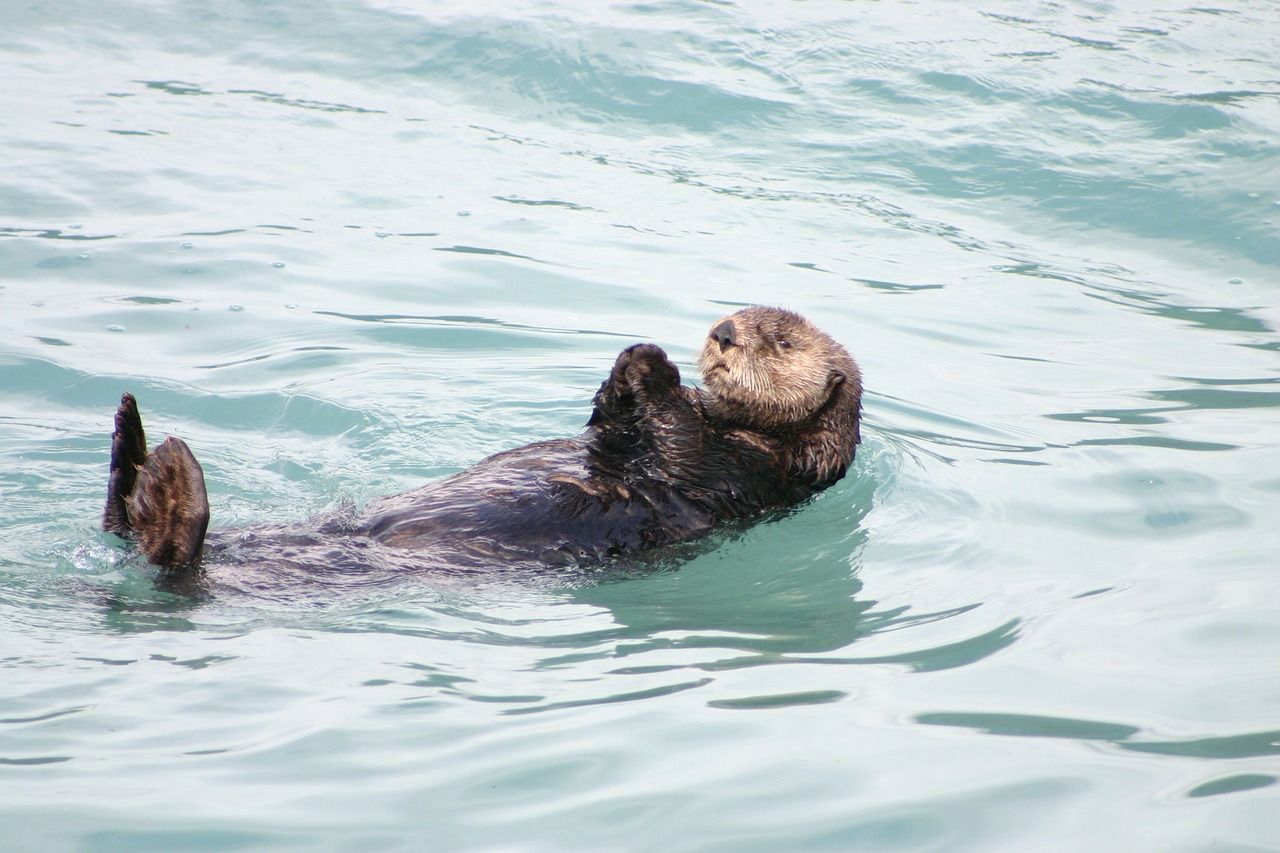otter alaska floating free photo