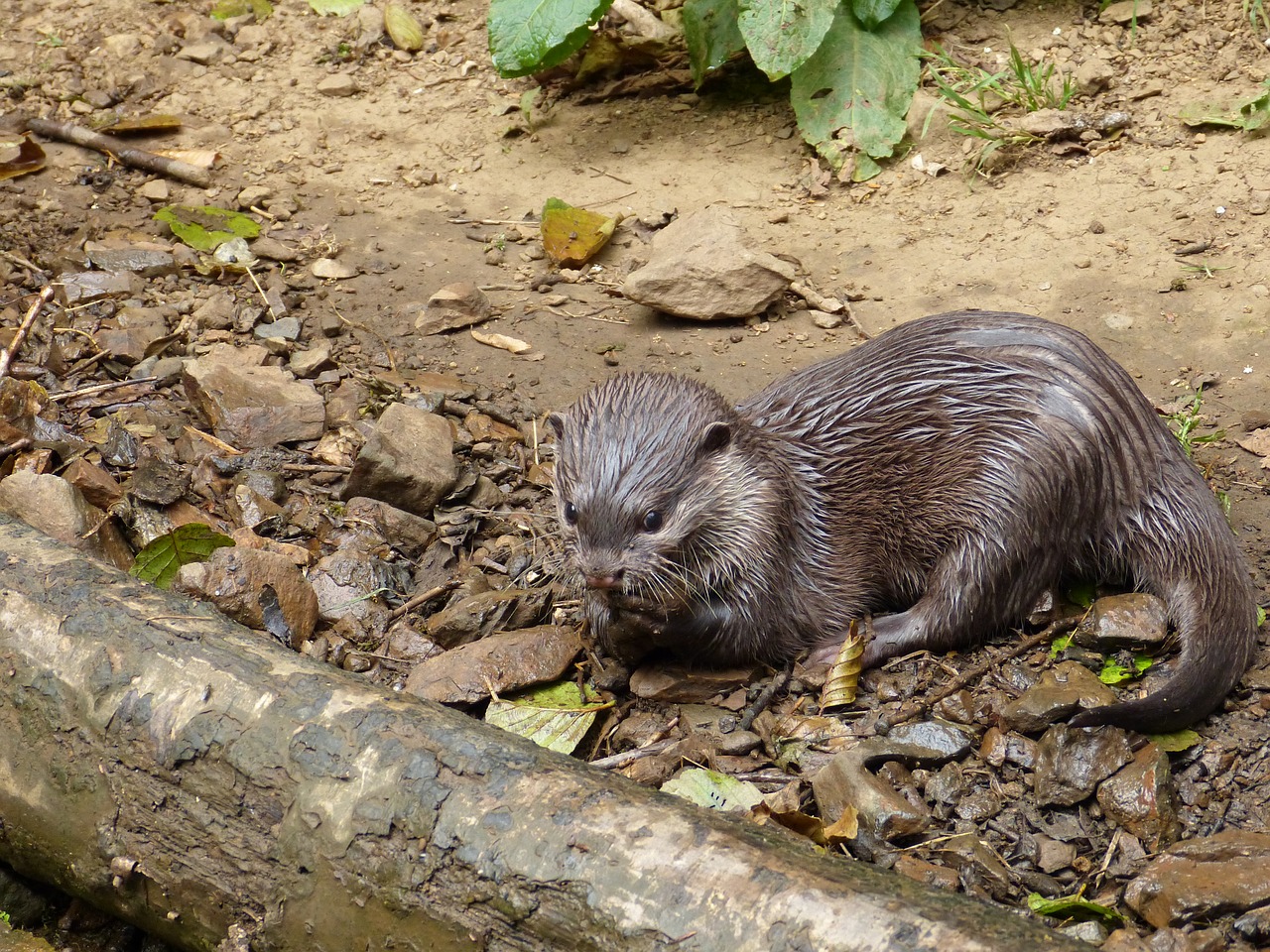 otter water park free photo