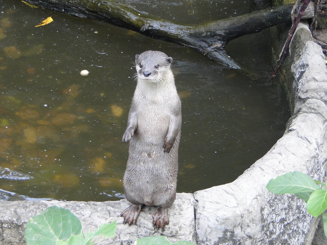 otter animals zoo free photo