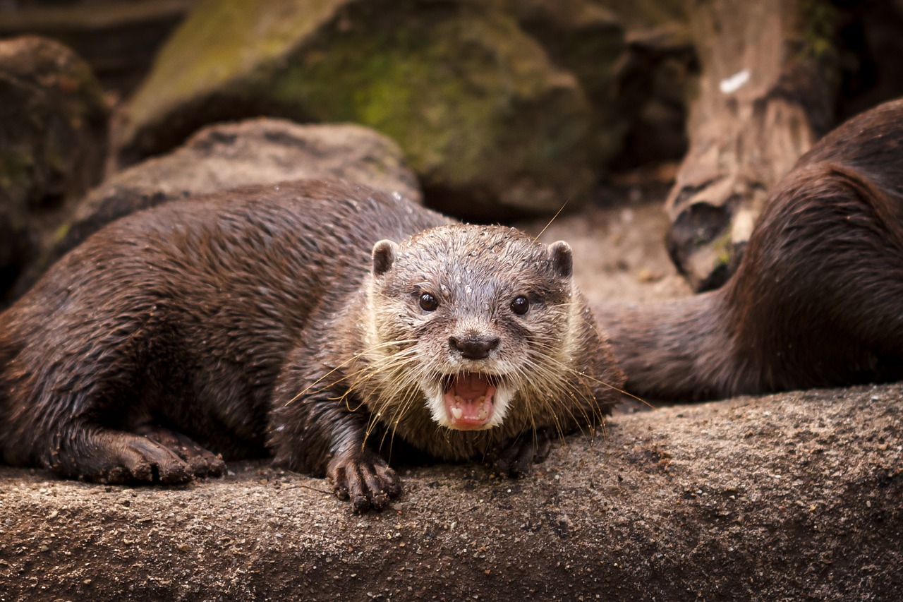 otter animal mammal free photo