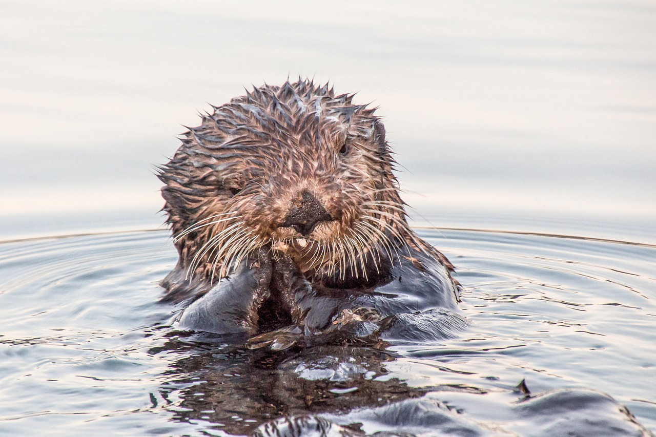 otter seward alaska free photo