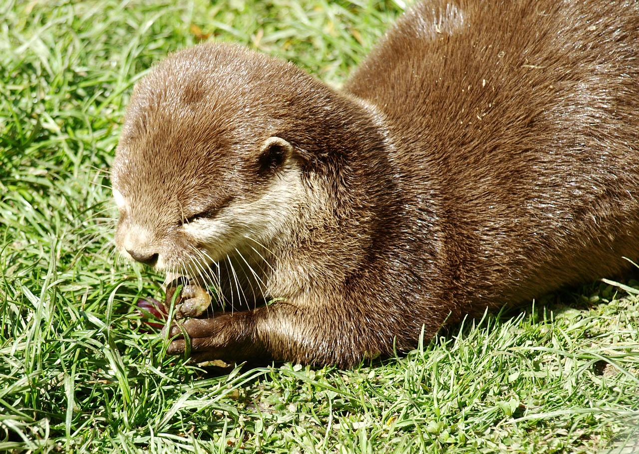 otter eat lutrinae free photo